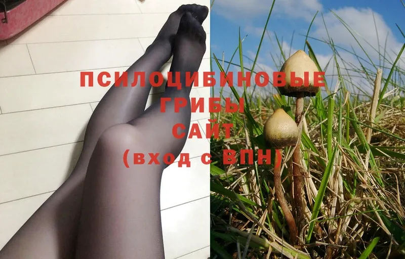 наркотики  Лермонтов  Галлюциногенные грибы Psilocybine cubensis 